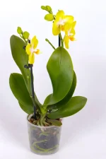 Two flowering spikes of a Medium Orchid
