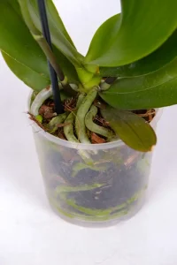 Close up of dense healthy roots of a Medium Orchid