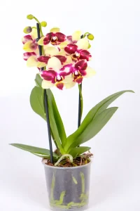 Multi coloured purple and yellow Medium Orchid