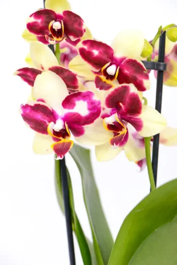 Detailed close up of flowers of a Medium Orchid