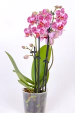 Multiple blooms of a Medium Orchid