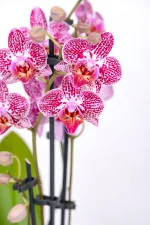 Purple speckled flowers of a Medium Orchid