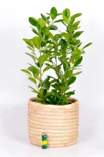 Medium Ficus Moclame Bush with lighter at the base to indicate size
