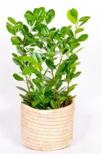 Medium Ficus Moclame Bush In handwoven basket