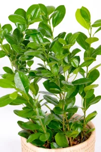 Top view of a Medium Ficus Moclame Bush