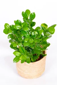 Medium Ficus Moclame Bush with full dark green leaves