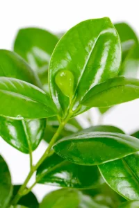 Close up of new growth of a Medium Ficus Moclame Bush