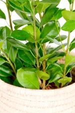 Close up of multiple stems of a Medium Ficus Moclame Bush
