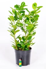 Medium Ficus Moclame Bush in black 19cm pot