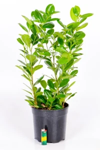 Medium Ficus Moclame Bush in black 19cm pot