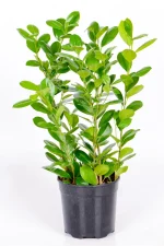 Full and lush Medium Ficus Moclame Bush