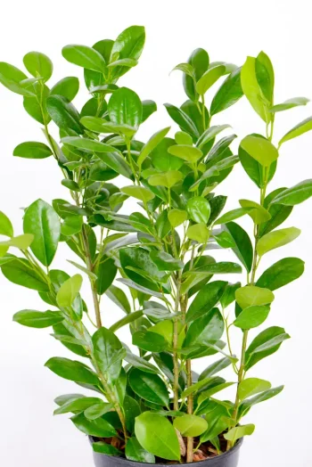 Top growth of a Medium Ficus Moclame Bush
