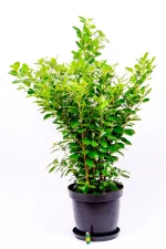 Giant Ficus Moclame Bush with a lighter at the bottom showing full size