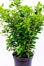 Front pic of a full Giant Ficus Moclame Bush