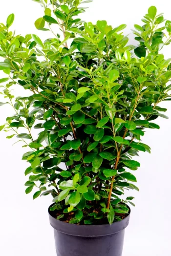 Front pic of a full Giant Ficus Moclame Bush