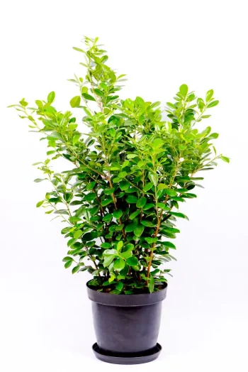 Giant Ficus Moclame Bush in black 35cm pot