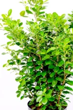 Top picture of full Giant Ficus Moclame Bush