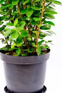 Bottom half of a multiple stems of a Giant Ficus Moclame Bush