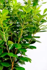 Side view of a Giant Ficus Moclame Bush
