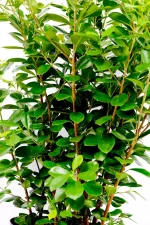 Full and thick foliage and stems of a Giant Ficus Moclame Bush
