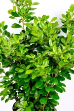 Multiple deep green leaves of a Giant Ficus Moclame Bush