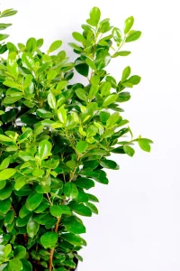 Side brances of a half of a Giant Ficus Moclame Bush
