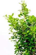 Left half of a Giant Ficus Moclame Bush
