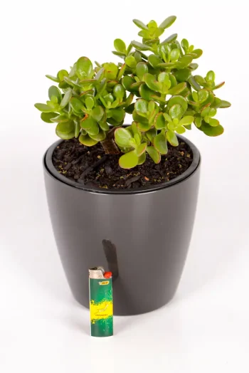Compact Jade Money Plant with cover pot