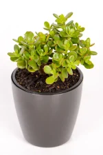Compact Jade Money Plant in a black cover post