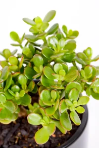Compact Jade Money Plant with small fleshy green leaves