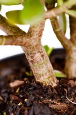 Thick woody stem of a