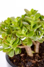 Compact Jade Money Plant with dense foliage