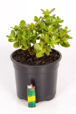Compact Jade Money Plant with a lighter at the base to indicate size