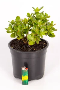 Compact Jade Money Plant with a lighter at the base to indicate size