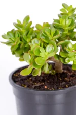 Top view of a Compact Jade Money Plant