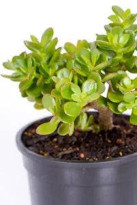 Top view of a Compact Jade Money Plant