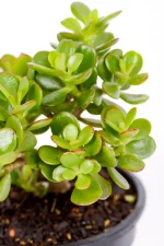 SIde view of a Compact Jade Money Plant