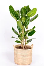 Multi-stem Ficus Audrey in handwoven basket
