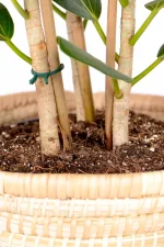 Close up 3 stems of a Multi-Stem Ficus Audrey