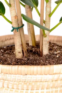 Close up 3 stems of a Multi-Stem Ficus Audrey