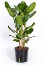Multi-Stem Ficus Audrey in black pot on white surface