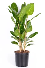 Multi-Stem Ficus Audrey in black pot