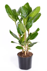 Front view of Multi-Stem Ficus Audrey