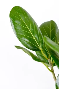 Clost up of a side leaf of a Multi-Stem Ficus Audrey