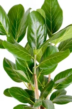 Front view of a Multi-Stem Ficus Audrey