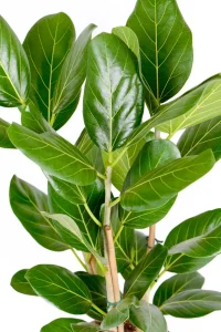 Front view of a Multi-Stem Ficus Audrey