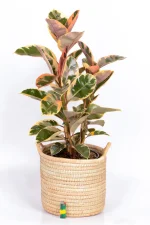 Multi-stem Rubber Tree Belize in basket