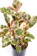 Top view of Multi-stem Rubber Tree Belize