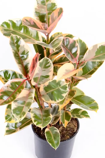 Top view of Multi-stem Rubber Tree Belize