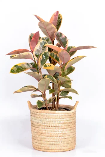 Multi-stem Rubber Tree Belize in handwoven basket
